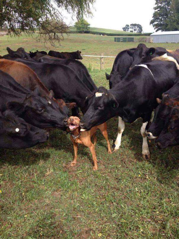 Dog and cows.jpg